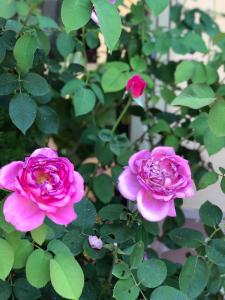 Gallery image of Villa Edi in Vlorë