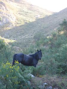 Ein schwarzes Pferd steht auf einem Hügel in der Unterkunft San leone. Secluded barn in Tortorici