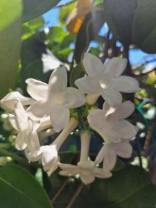 マクリ・ギアロスにあるΒig Βlue Apartmentsのギャラリーの写真