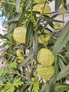 a bunch of green fruits on a tree at Βig Βlue Apartments in Makry Gialos