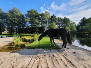 a horse standing on the sand near a body of water at Agroturystyka BM Horse  +4 photos