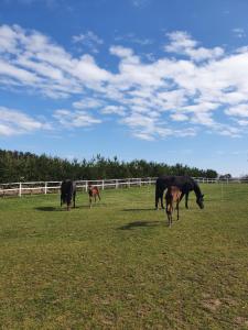 a group of horses grazing in a field at Agroturystyka BM Horse 