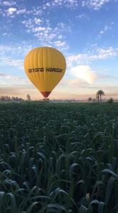 a yellow hot air balloon flying over a field at Sphinx Luxor Apartment in Luxor