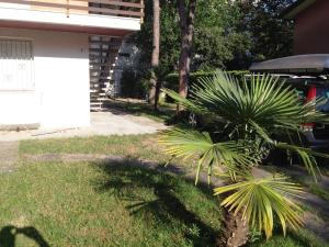 una palmera en un patio junto a una casa en Villa Fidia, en Lignano Sabbiadoro