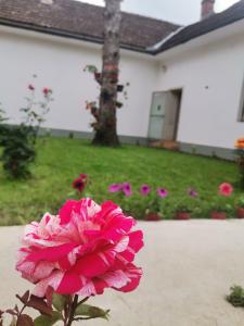 una flor rosa delante de un patio con flores rosas en T.I.M. en Bela Crkva