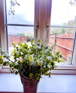 a plant in a vase sitting on a window sill at Turners Court in Melksham