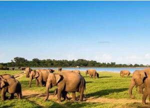 Gallery image of The Calm Cabana in Dambulla