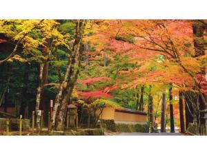 a group of trees with red and yellow leaves at Hotel Yassa - Vacation STAY 08840v in Mihara
