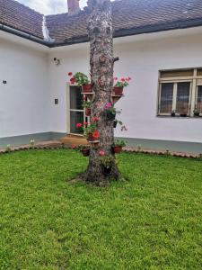 a tree with potted plants on it in a yard at T.I.M. in Bela Crkva +2 photos