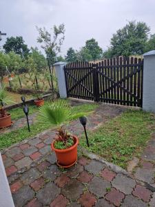 une plante en pot assise sur une terrasse devant une clôture dans l'établissement Casa Camelia, à Ocna Şugatag