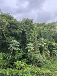 Rémire-CampCocon calme et reposant的一片森林,林中布满了郁郁葱葱的绿色树木