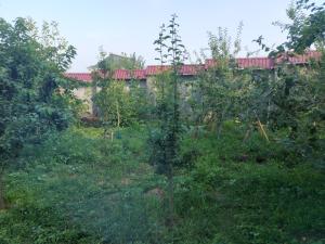 Zahrada ubytování SUNRISE Guest House