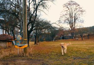 Daday的住宿－Balabanağa Çiftliği Camping，站在田野中杆子旁边的狗