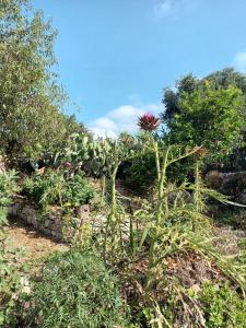 Φωτογραφία από το άλμπουμ του Aphrodite's hidden gem on Paxos island σε Velianitátika