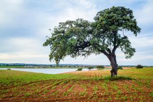 a tree in a field next to a lake at Agro-Turismo do ROXO in Santa Vitória