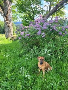 a brown dog sitting in the grass next to flowers at Apartmány Stráň in Potŭčky