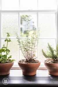 StayLagom في باليكاسل: ثلاثة خزاف من النباتات تقف على حافة النافذة