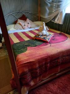 Eine Katze, die auf einem Bett mit einer Puppe liegt. in der Unterkunft Sasana Motel and Guest House in Bungoma