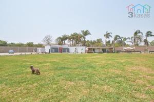 un perro parado en el césped en un campo en Sunni Pacha - Casa de Campo, en Pachacámac