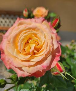 une rose rose rose rose et jaune dans un vase dans l'établissement Romantikschlössl Loipersdorf Adults Only, à Grieselstein