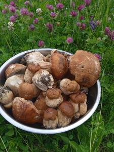 a bowl of mushrooms sitting on the grass at Girs'kyy Podorozhnyk in Yablunytsya