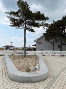 eine Möwe, die auf einem Betonmedian vor einem Baum steht in der Unterkunft Surf Rescue Club in Grömitz