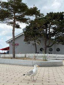 a seagull standing on a brick road in front of a building at Surf Rescue Club in Grömitz