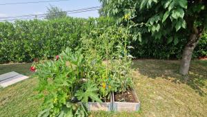 um jardim com plantas de tomateiro numa caixa em Chambre d'hôte Lempautoise Internet par fibre em Lempaut