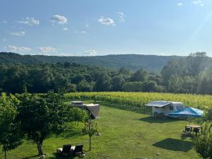 ポドゴリツァにあるPurple Eye Camp & Wineryのテントと畑のあるブドウ畑の景色