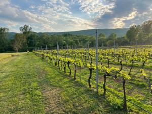 ポドゴリツァにあるPurple Eye Camp & Wineryの畑のブドウの並木