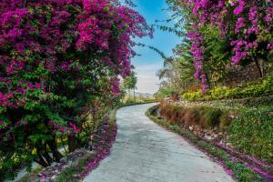 Tree of Life Resort Dehradun Foothills外面的花园