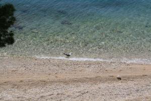 ein Vogel, der am Strand in der Nähe des Wassers wandert in der Unterkunft Villa Ljetni San in Omiš