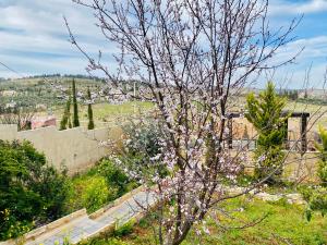 a tree with white flowers on it in a field at Green Farm in Jerash