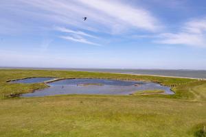 un pájaro sobrevolando un campo con dos piscinas de agua en Anker's Hörn - Hotel & Restaurant auf der Hallig Langeness, en Langeneß