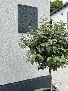 a plant in front of a wall with a plaque at Premium Ferienwohnung im Herzen der Kurstadt in Bad Neuenahr-Ahrweiler