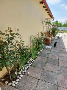 un patio con plantas y un gato negro caminando a través de él en Soul, en Bela Crkva