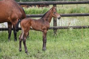 Ảnh trong thư viện ảnh của Logement au coeur d'un haras avec accès à l'étang ở Chassé