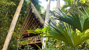 a building in the jungle with palm trees at PUQIO ECOLODGE in Tarapoto