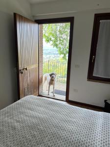 un perro está parado fuera de una puerta en SetterHouseAgriHotel, en Trevi