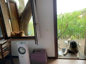 un perro y un gato mirando por una puerta en SetterHouseAgriHotel, en Trevi
