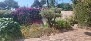 Сад в Villa du Bau Rouge
