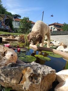 um cão castanho a beber água de um lago em Vista super em Camerano Casasco