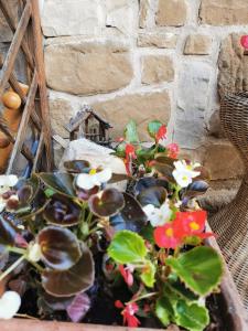 a potted plant with flowers and a bird house at Casa Phoenix Appartamento piano terra immerso nel verde a pochi minuti dalla ciclabile in Pieve di Cadore