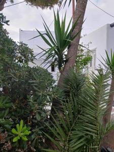 Afbeelding uit fotogalerij van Cassaris Mykonos in Drafaki