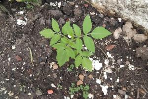 a green plant is growing in the dirt at Grandes Grupos Casa 1 in São Paulo