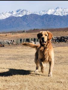 um cão castanho a correr num campo com montanhas ao fundo em Casa de Campo Finca La Angelita em Tunuyán