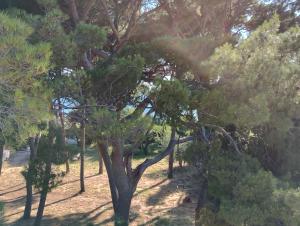 Billede fra billedgalleriet på Old Captain's Apartments - in a pine wood by the sea and tennis courts i Split