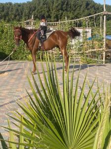 a person riding a brown horse in front of a plant at اسطبلات أساور للفروسية Asawer Equestrian Stables 
