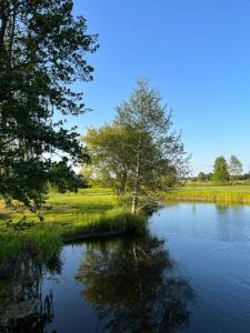 a tree sitting in the middle of a lake at Labieši in Jūrmala