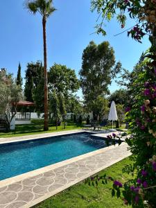 una piscina en un patio con una palmera en Villa Misli - red/ green, en Ortaca